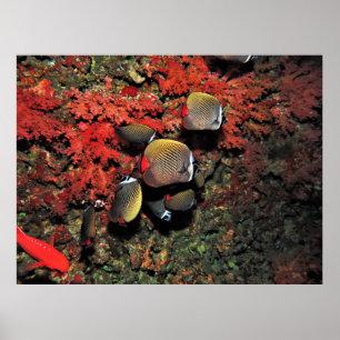 Band Head Butterflyfish IV Poster
