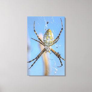 Banded Argiope Orb Weaver - Argiope trifasciata Leinwanddruck