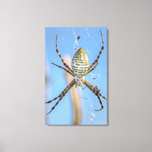 Banded Argiope Orb Weaver - Argiope trifasciata Leinwanddruck (Vorderseite)