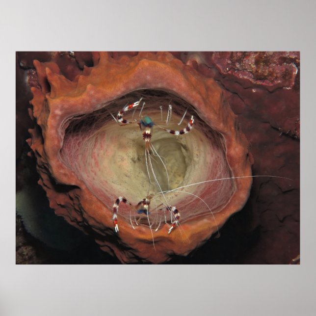 Banded Cleaner Shrimps Poster (Vorne)