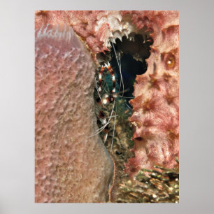 Banded Coral Shrimps im Schwamm Poster