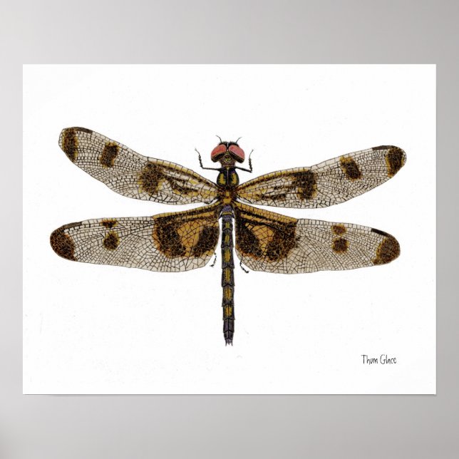 Banded Pennant Dragonfly Art Poster (Vorne)