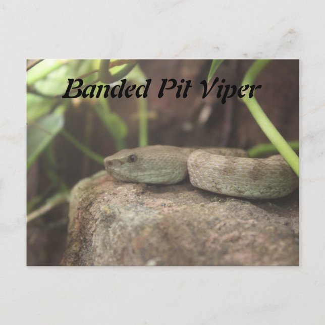 Banded Pit Viper Snake Postkarte (Vorderseite)