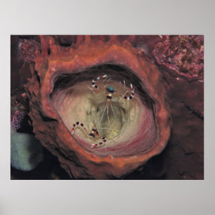 Bandenreiniger Shrimp-Paar Poster