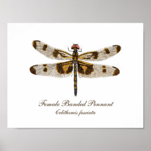 Banding Pennant Dragonfly Art Poster