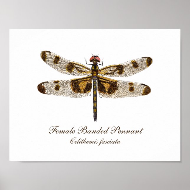 Banding Pennant Dragonfly Art Poster (Vorne)