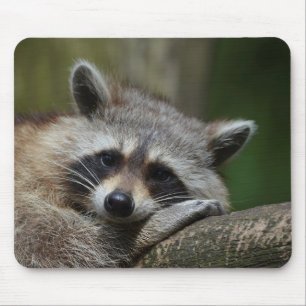 Bandit an der Erholung Niedlich Raccoon Mousepad