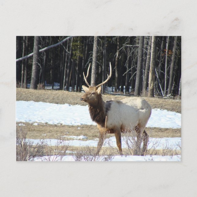 Banff Elk Postkarte (Vorderseite)