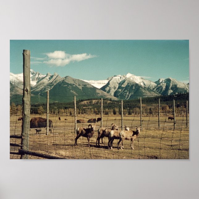 Banff Mountain Goats & Buffalo Alberta Poster (Vorne)
