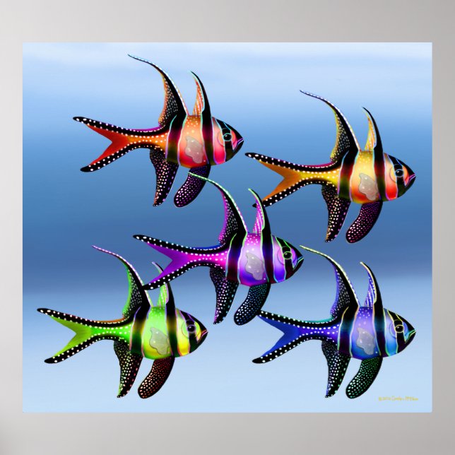 Banggai Cardinalfish Rainbow Poster (Vorne)