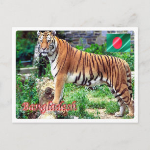 Bangladesch - The Royal Bengalisch Tigeri - Postkarte