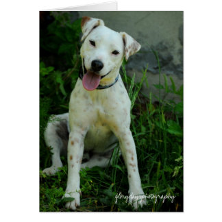 Banjo, Mai 2009