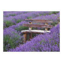 Bank im Lavendel postieren