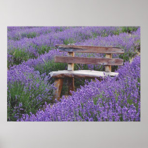 Bank im Lavendel postieren Poster