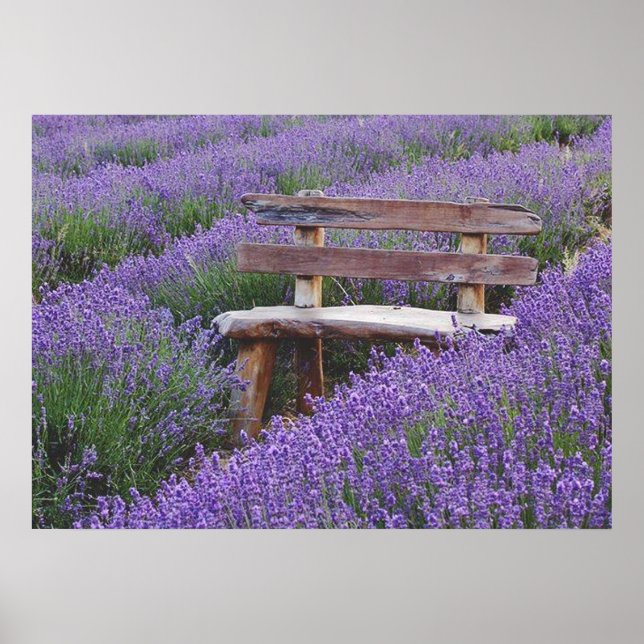 Bank im Lavendel postieren Poster (Vorne)