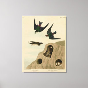 Bank, Violetgrüne Schwalben, Audubon Birds Amerika Leinwanddruck