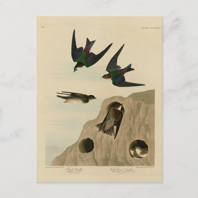 Bank, Violetgrüne Schwalben, Audubon Birds Amerika Postkarte (Vorderseite)