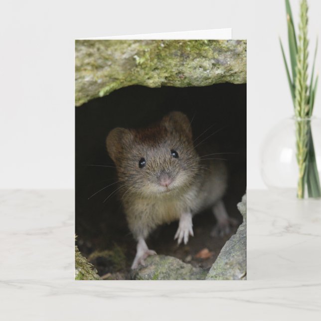 Bank vole karte (Vorderseite)