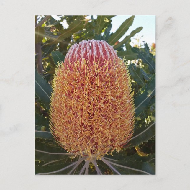 Banksia-Blume Postkarte (Vorderseite)
