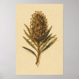 Banksia-Kegel-Botanik-Studie – 12 x 18 Poster