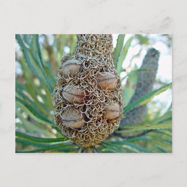 Banksia-Kegel mit Samentöpfen Postkarte (Vorderseite)
