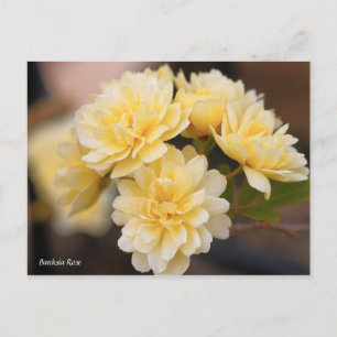 Banksia-Rose [Postkarte] Postkarte