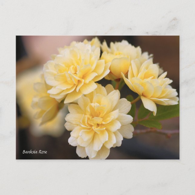 Banksia-Rose [Postkarte] Postkarte (Vorderseite)