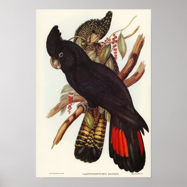 Banksian Cockatoo von Elizabeth Gould Poster (Vorne)