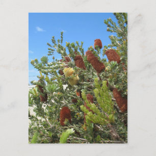 Banksias Postkarte