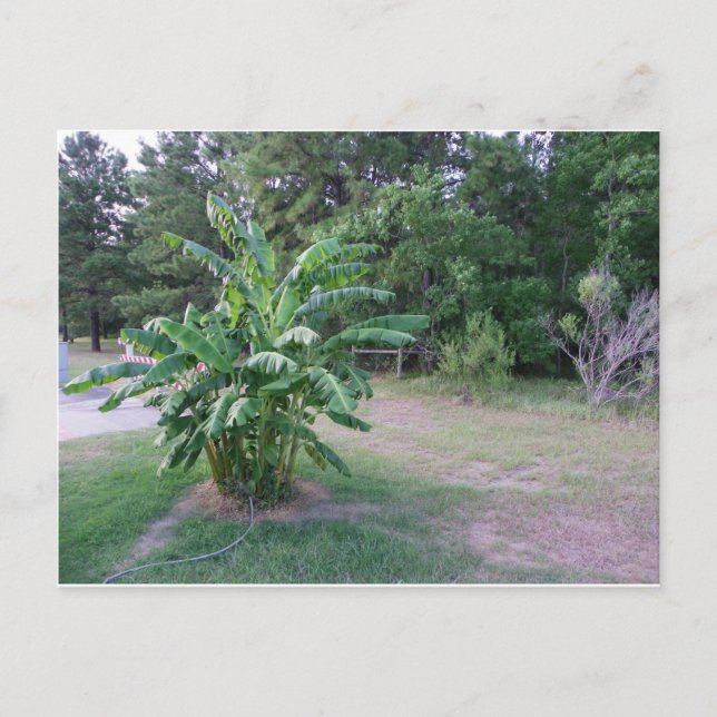 Bannana Trees Postkarte (Vorderseite)