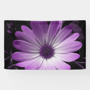 Banner für lila Daisy Blume