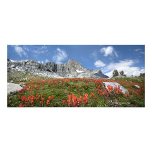 Banner Peak Wildblumen - Ansel Adams Wilderness Fotodruck