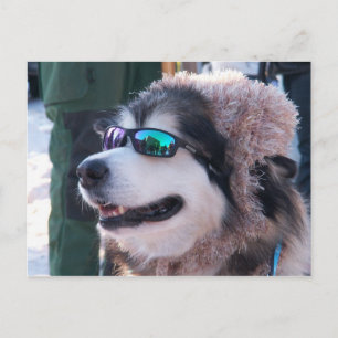 Banshee Postcard Postkarte