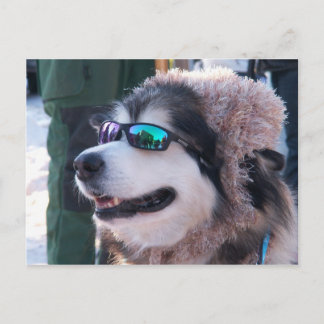 Banshee Postcard Postkarte