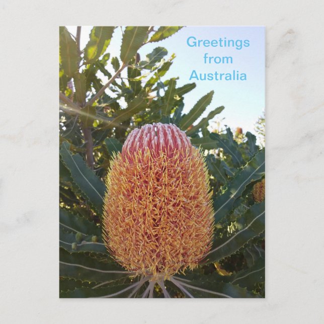 Banskia Blume Western Australien Postkarte (Vorderseite)