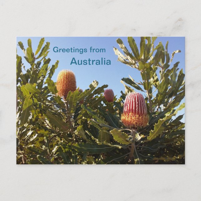Banskia Blume Western Australien Postkarte (Vorderseite)