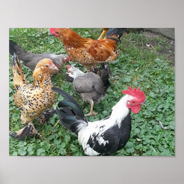 Bantam Chicken Poster (Vorne)