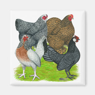 Bantam Hen Quarttet Magnet