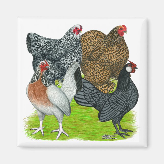 Bantam Hen Quarttet Magnet (Vorne)