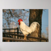 "Bantam in the Morning"