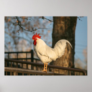 "Bantam in the Morning" Poster