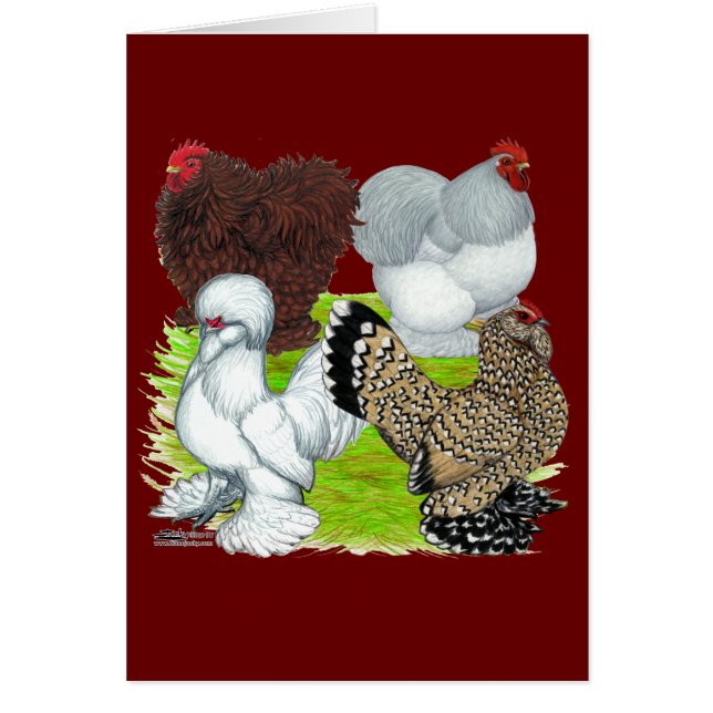 Bantams Feather Leged (Vorne)