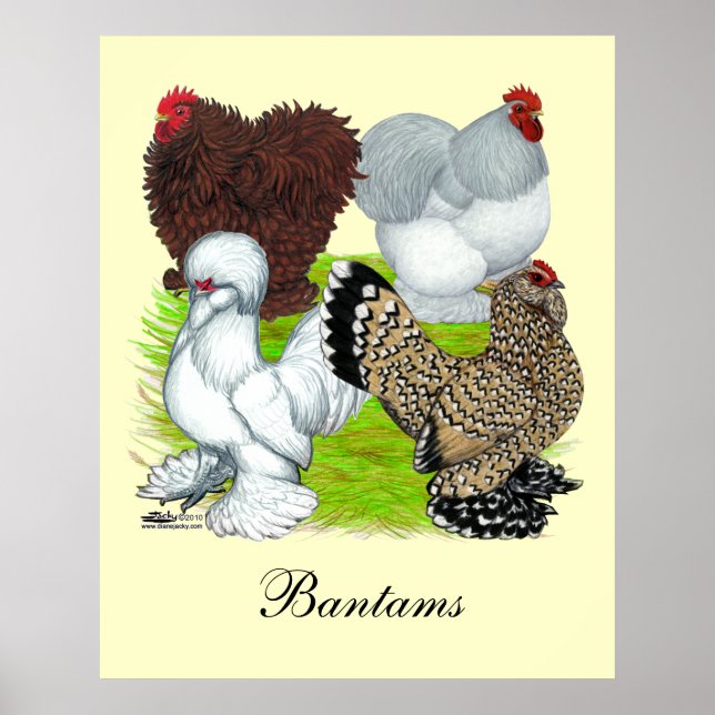 Bantams Feather Leged Poster (Vorne)