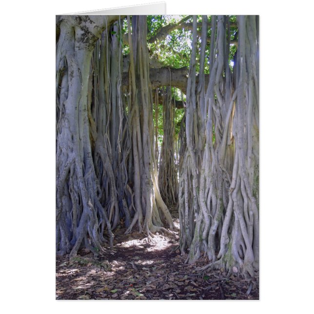 Banyan Tree (Vorne)