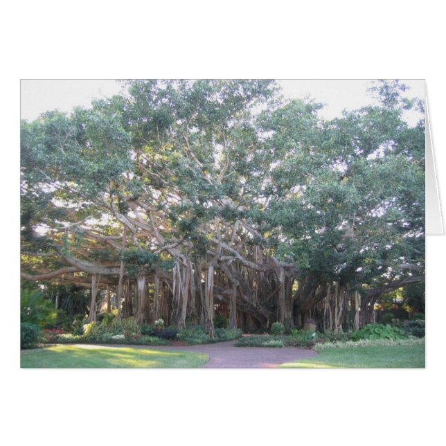 Banyan Tree (Vorderseite (Horizontal))