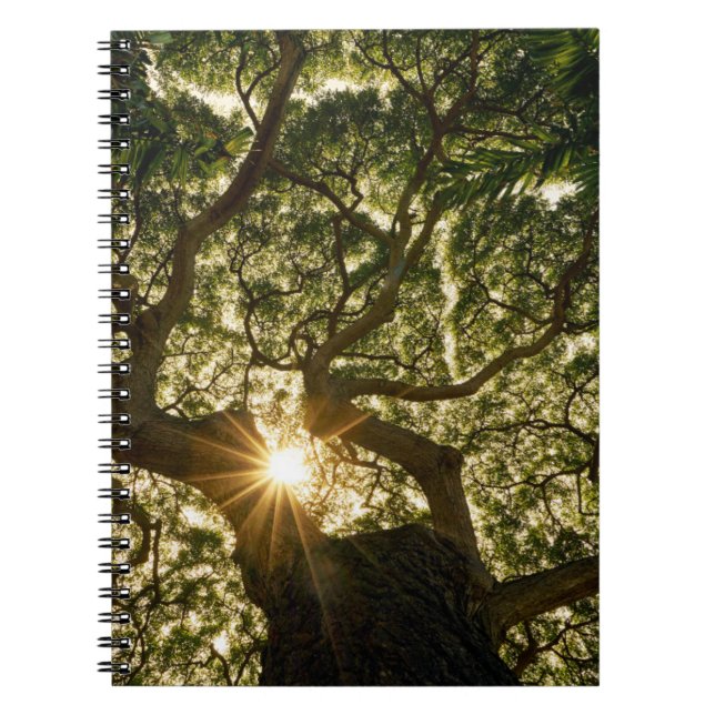 Banyan Tree Canopy Sunstar Notizblock (Vorderseite)