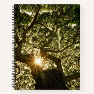 Banyan Tree Canopy Sunstar Notizbuch
