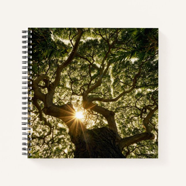 Banyan Tree Canopy Sunstar Notizbuch (Vorderseite)