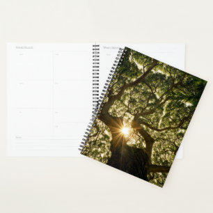 Banyan Tree Canopy Sunstar Planer