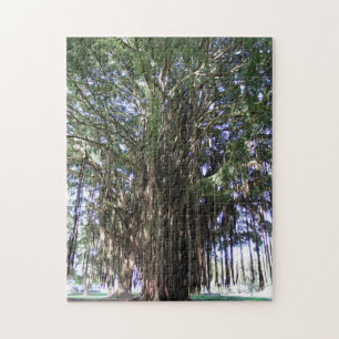 Banyan Tree, Hilo Hawaii Puzzle